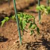 5/16" rod, 6 ft, 50 pcs Dark Green Solid Plant Support Pole, Gardening Fixture, Tomato and Cucumber Climbing Vine Support Stick
